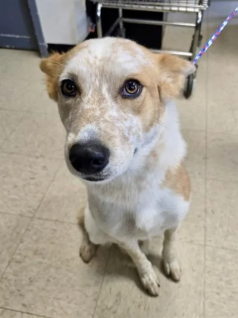 An adult medium-sized female Australian Cattle Dog / Blue Heeler dog named Ophelia for adoption in Olathe, KS