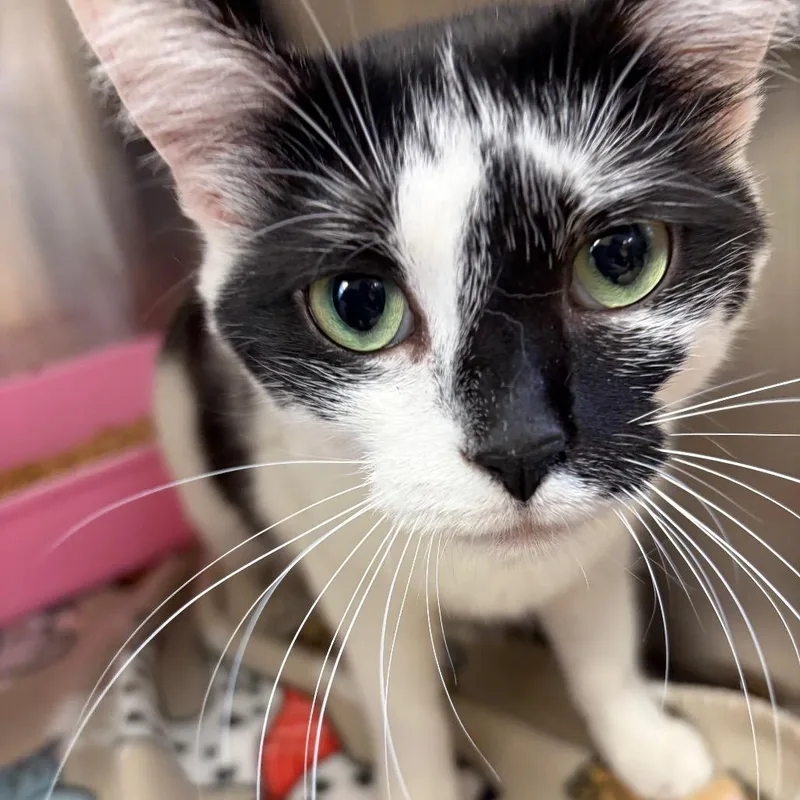 An adult medium-sized female White Domestic Medium Hair cat named Rumi for adoption in Ashtabula, OH