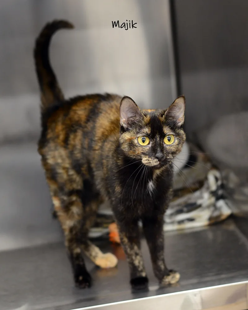 An adult medium-sized female Tortoiseshell cat named Majik for adoption in Bishop, GA