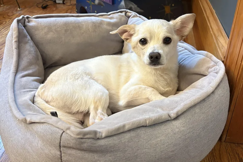 An adult small-sized male Chihuahua dog named Kole for adoption in Philadelphia, PA