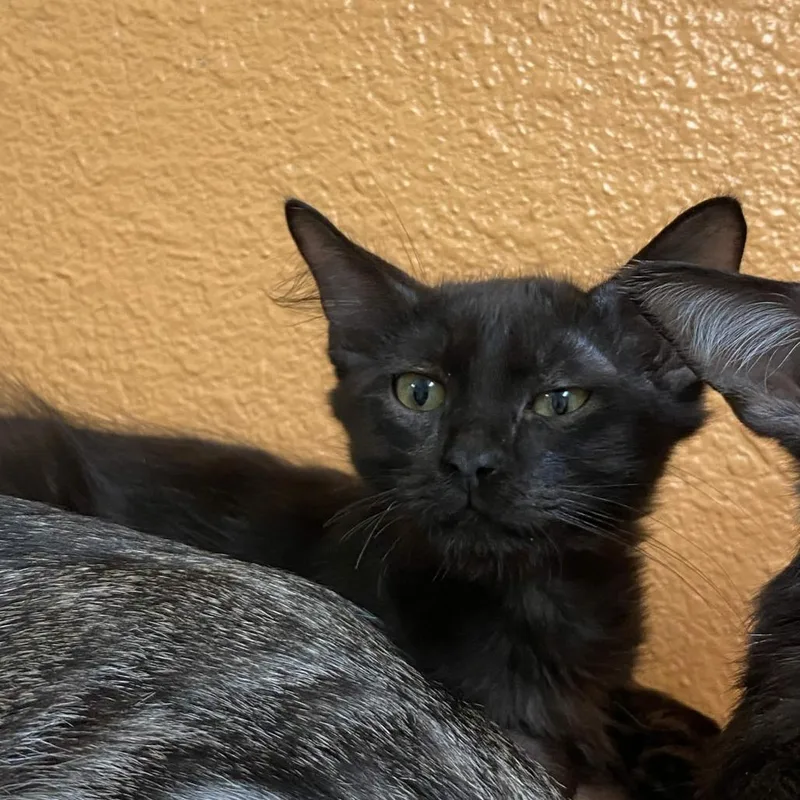 A baby small-sized male Black Domestic Short Hair cat named Max for adoption in Fresno, CA