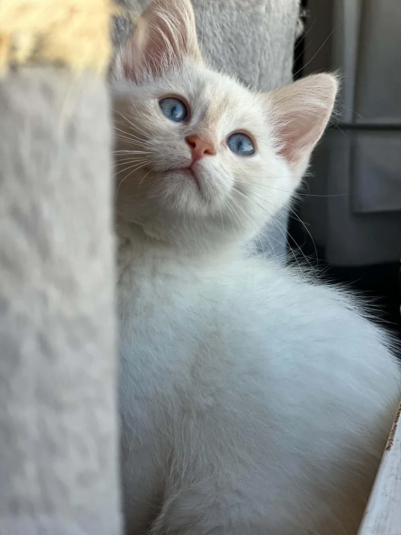 A baby small-sized male Buff / Tan / Fawn Domestic Short Hair cat named Gmork for adoption in Milwaukee, WI