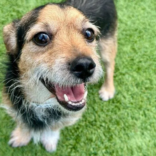 An adult small-sized male Yellow / Tan / Blond / Fawn Mixed Breed dog named King for adoption in Matteson, IL