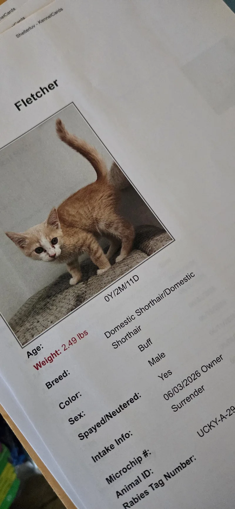 A young medium-sized male Tabby (Orange / Red) Tabby cat named Fletcher for adoption in Evansville, IN