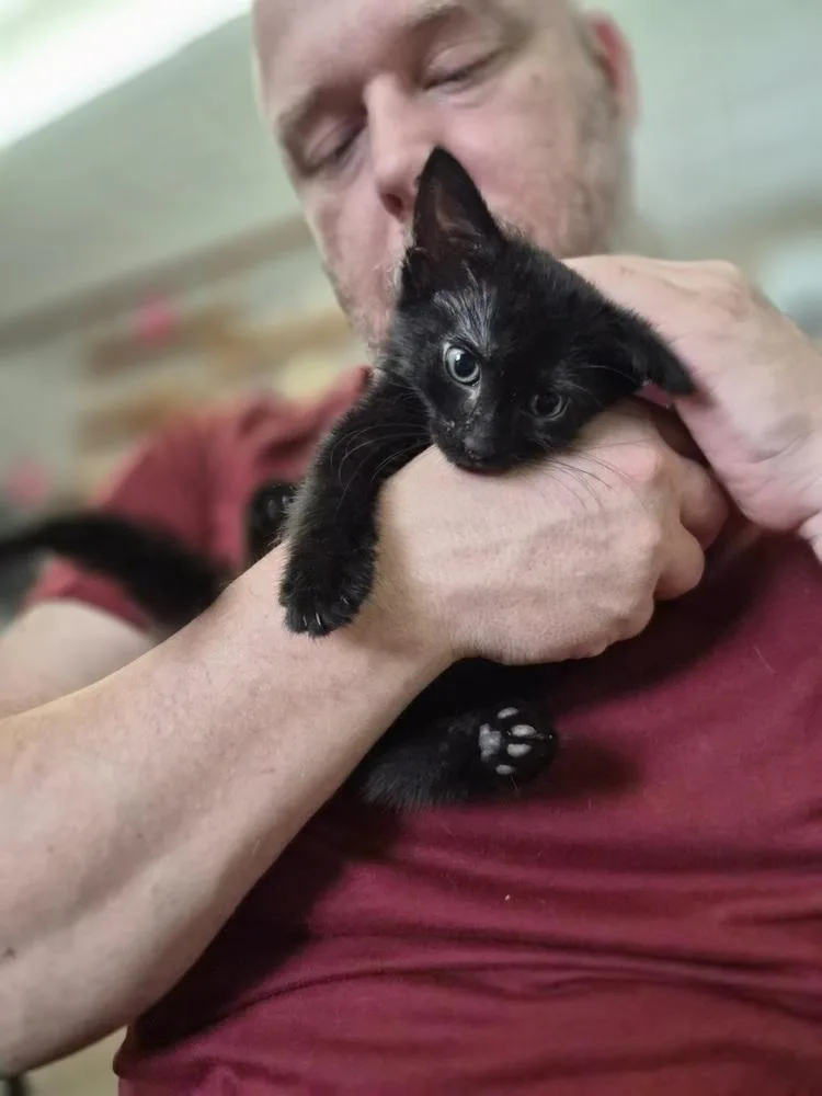 A baby small-sized male Domestic Short Hair cat named Caleb for adoption in Patchogue, NY