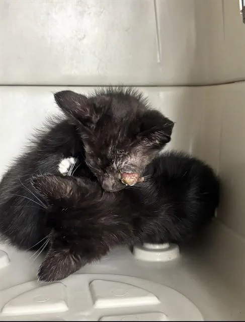 A baby small-sized male Domestic Short Hair cat named Biscuit for adoption in Stockton, CA