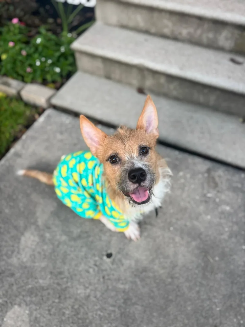 An adult medium-sized male White / Cream Cardigan Welsh Corgi dog named Nemo for adoption in Houston, TX