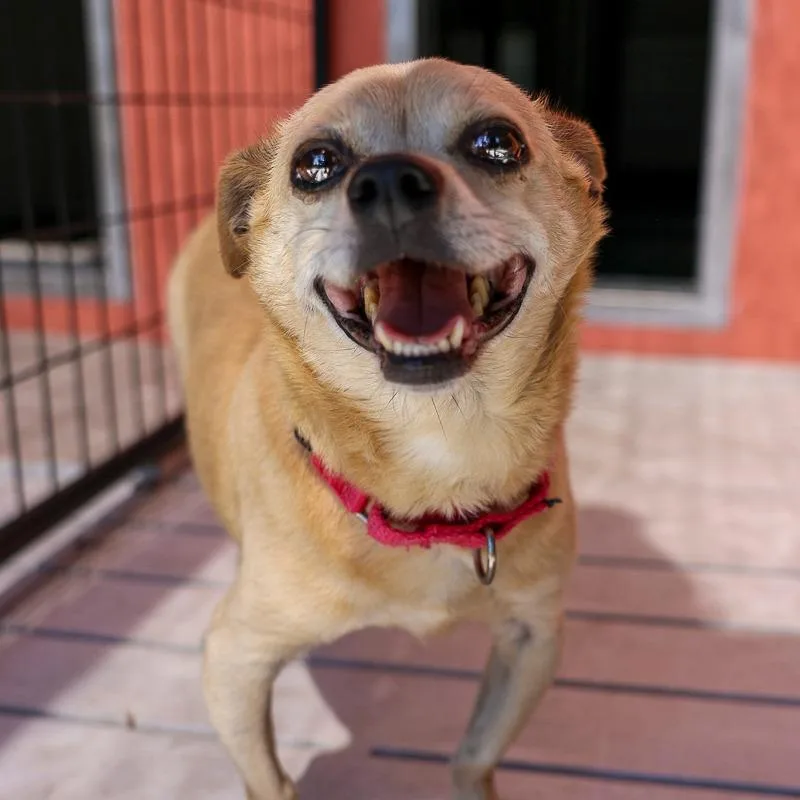 A senior small-sized male Yellow / Tan / Blond / Fawn Chihuahua dog named Trooper for adoption in Bradenton, FL