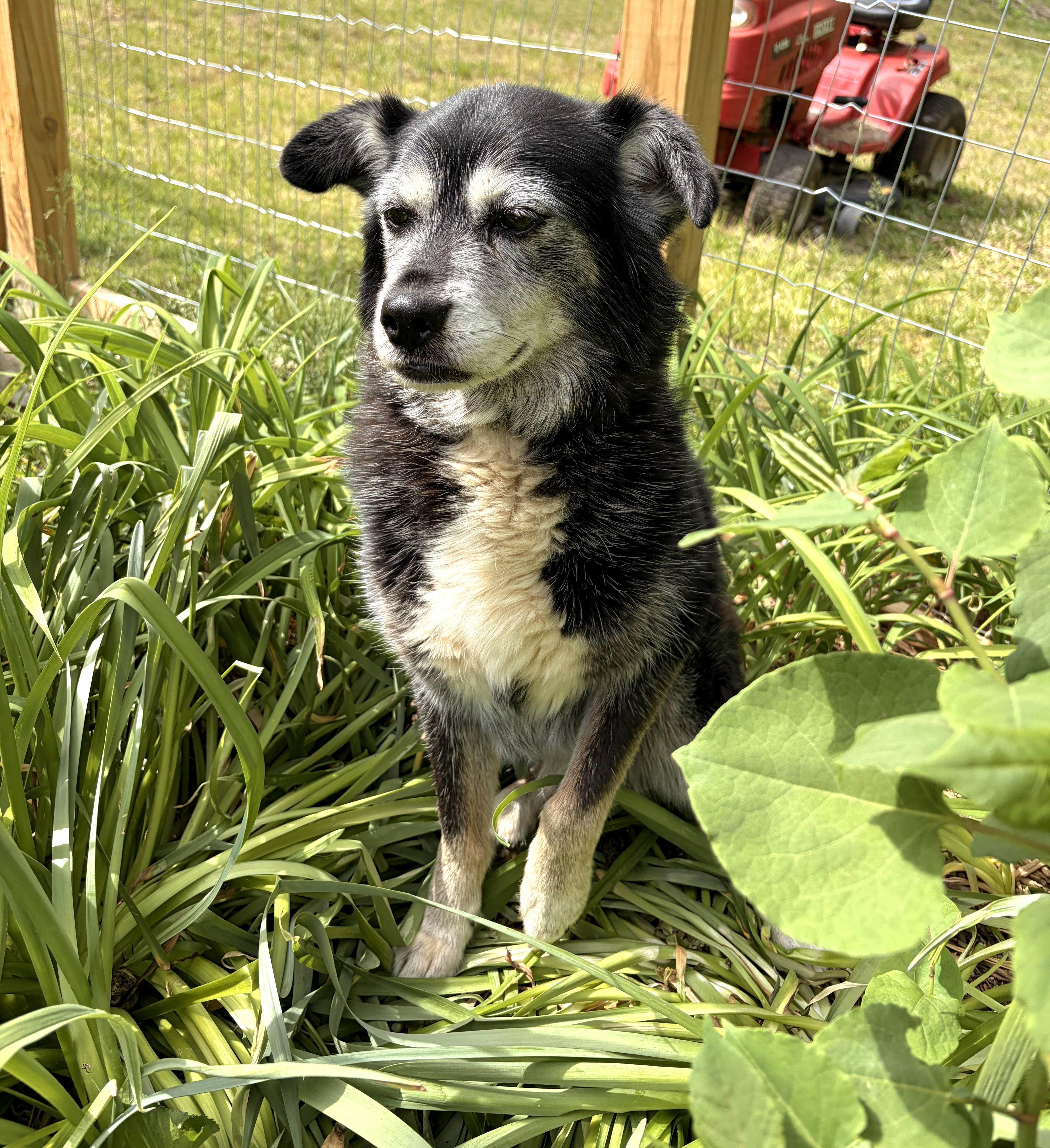 A senior medium-sized female Black Border Collie dog named Shay Shay for adoption in Gardiner, NY