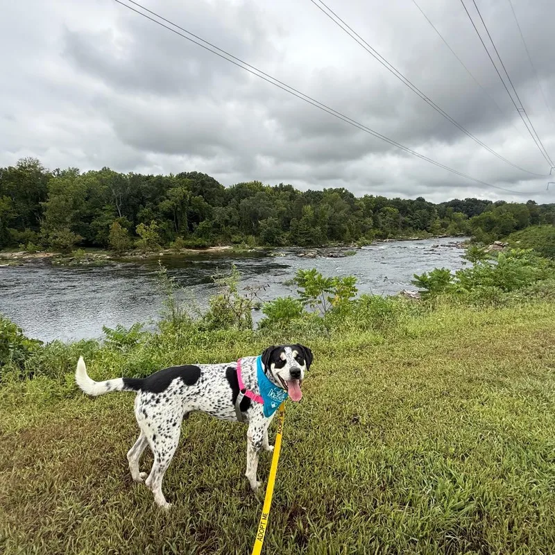 Chestnut thumbnail 2