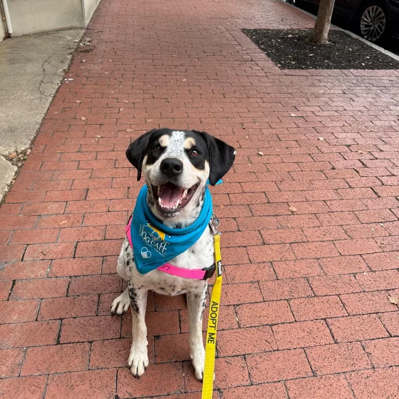 Chestnut thumbnail 3