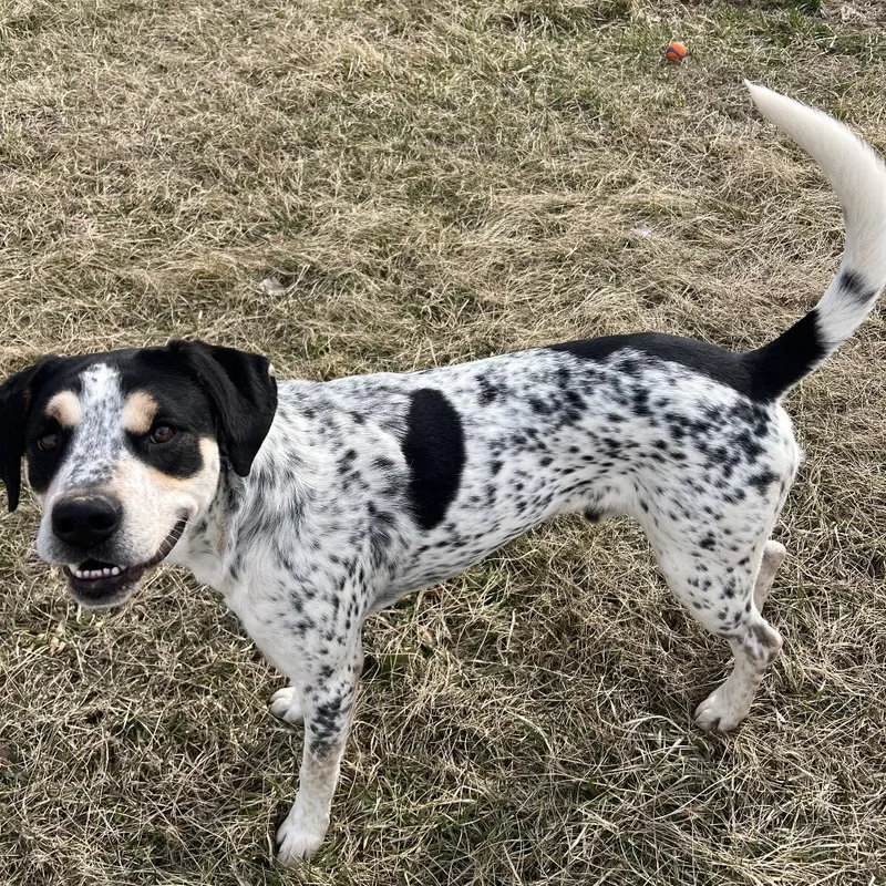 Chestnut thumbnail 4