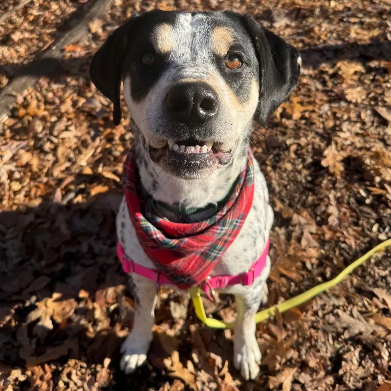 Chestnut thumbnail 5