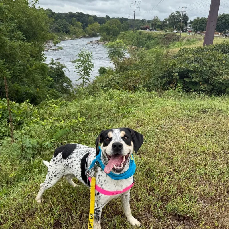 Chestnut thumbnail 6