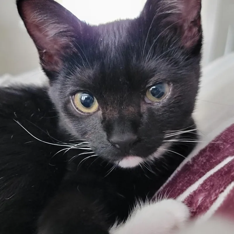 A baby small-sized female Black Domestic Short Hair cat named Sangria for adoption in North Port, FL