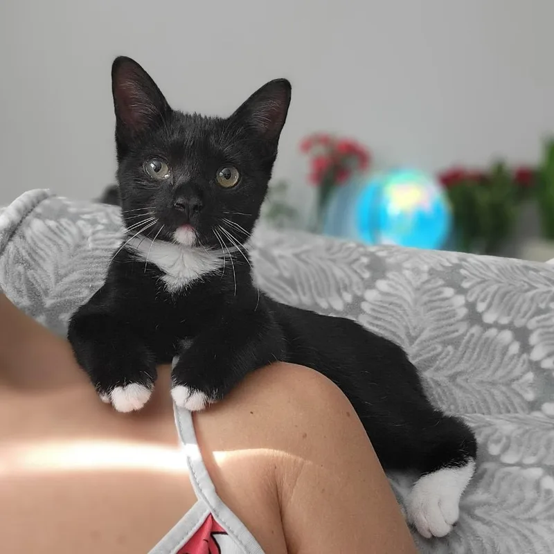 Sangria thumbnail 5