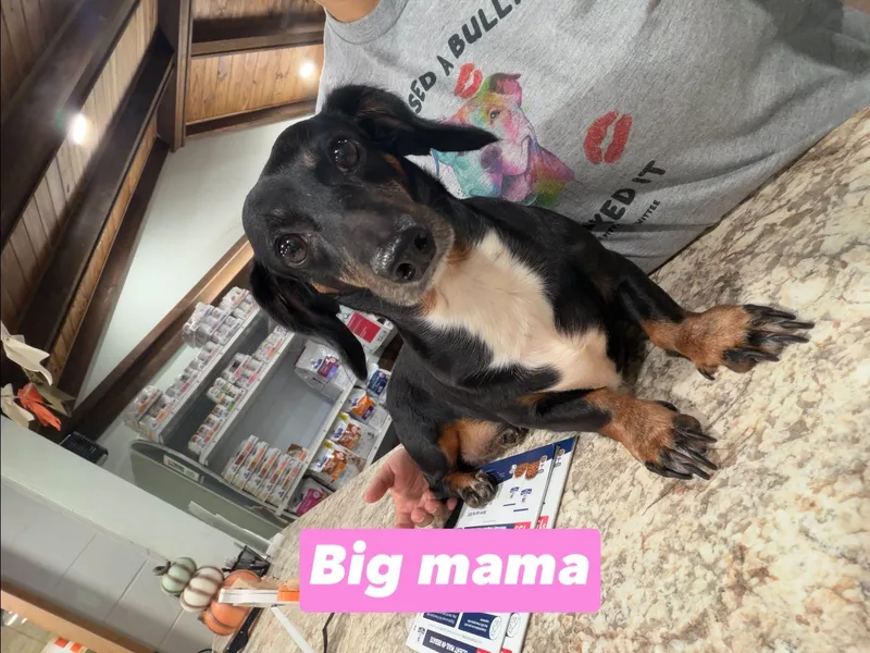 An adult small-sized female Golden Dachshund dog named Big Mama for adoption in Semmes, AL