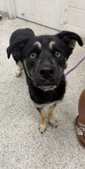 An adult large-sized female Black Mixed Breed dog named Rumor for adoption in Kansas City, MO