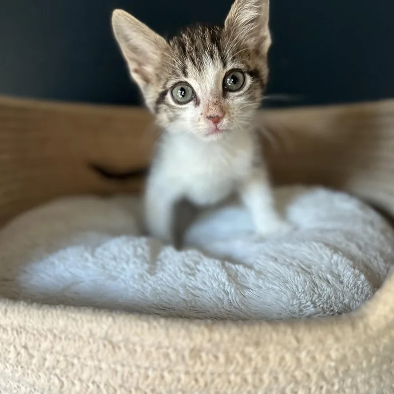 A baby small-sized male Brown / Chocolate Domestic Short Hair cat named Endoscopy for adoption in Austin, TX