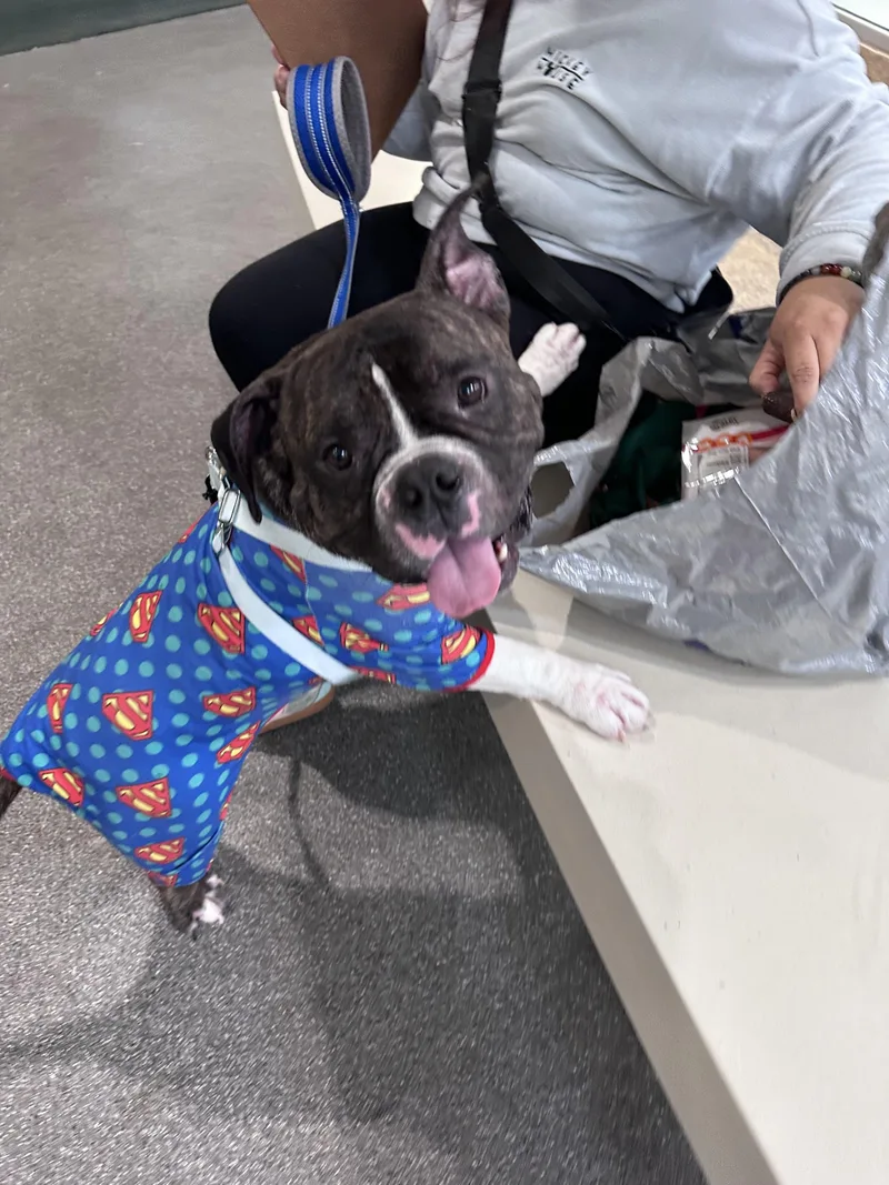 An adult large-sized male American Bulldog dog named Russell for adoption in Los Angeles, CA