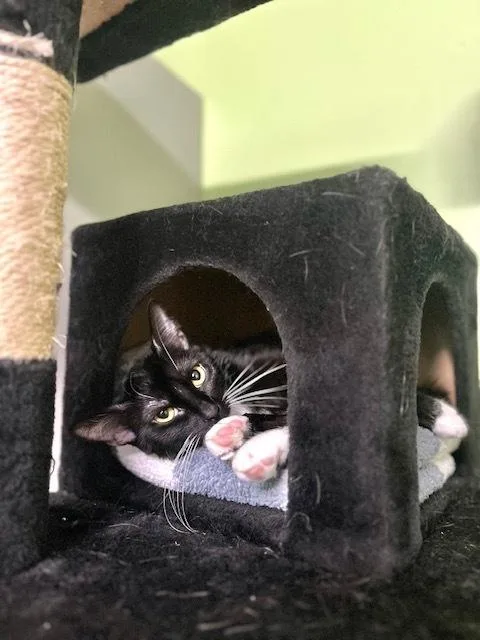 An adult medium-sized female Domestic Short Hair cat named Frederica Feline Working Cat for adoption in Muskegon, MI