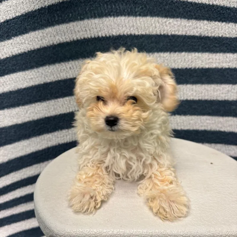 A baby small-sized male Yellow / Tan / Blond / Fawn Terrier dog named Bart for adoption in Fresno, CA