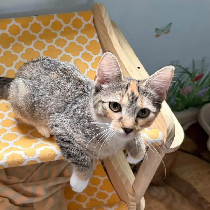 A baby small-sized female Calico Domestic Short Hair cat named Cruella for adoption in Richland, MI