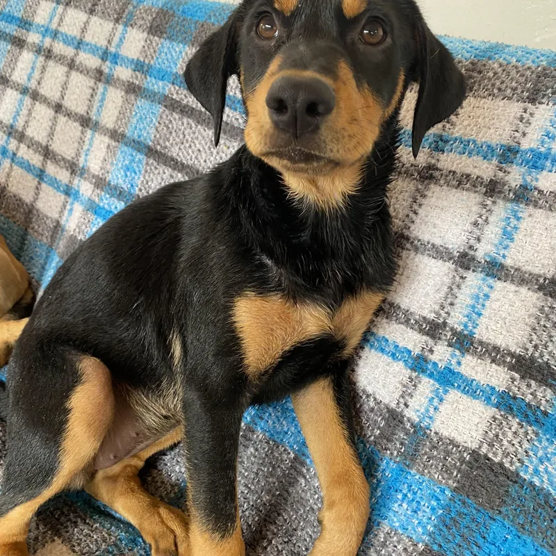 A baby medium-sized female Bicolor Shepherd dog named Rivvie for adoption in San Diego, CA