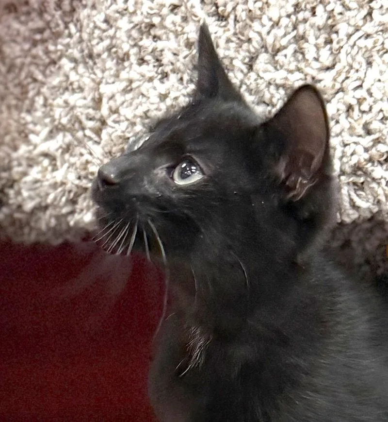 A baby medium-sized male Black Domestic Short Hair cat named Merlin for adoption in Ventura, CA