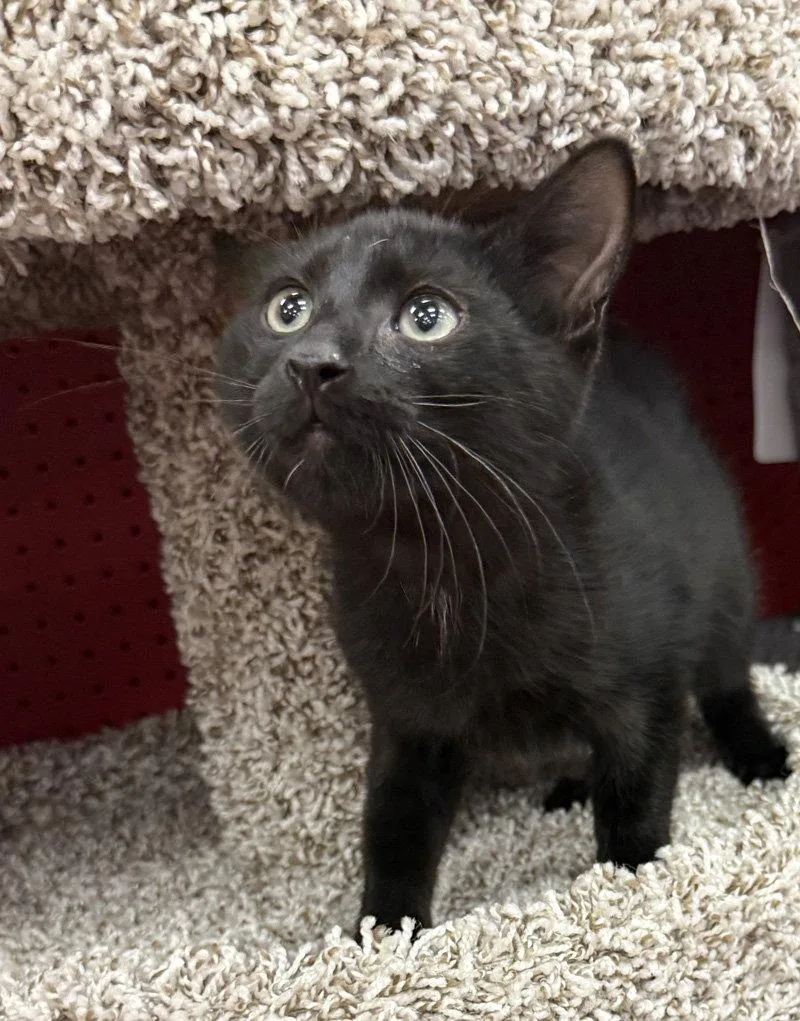 Merlin thumbnail 2