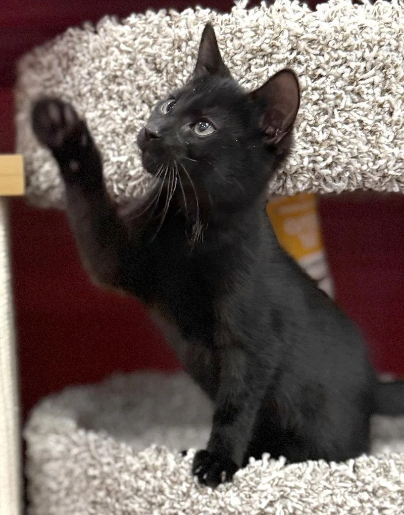 Merlin thumbnail 3