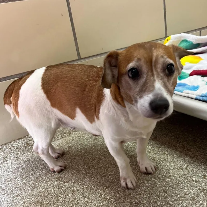 A senior small-sized female Yellow / Tan / Blond / Fawn Corgi dog named Bella for adoption in Perkiomenville, PA