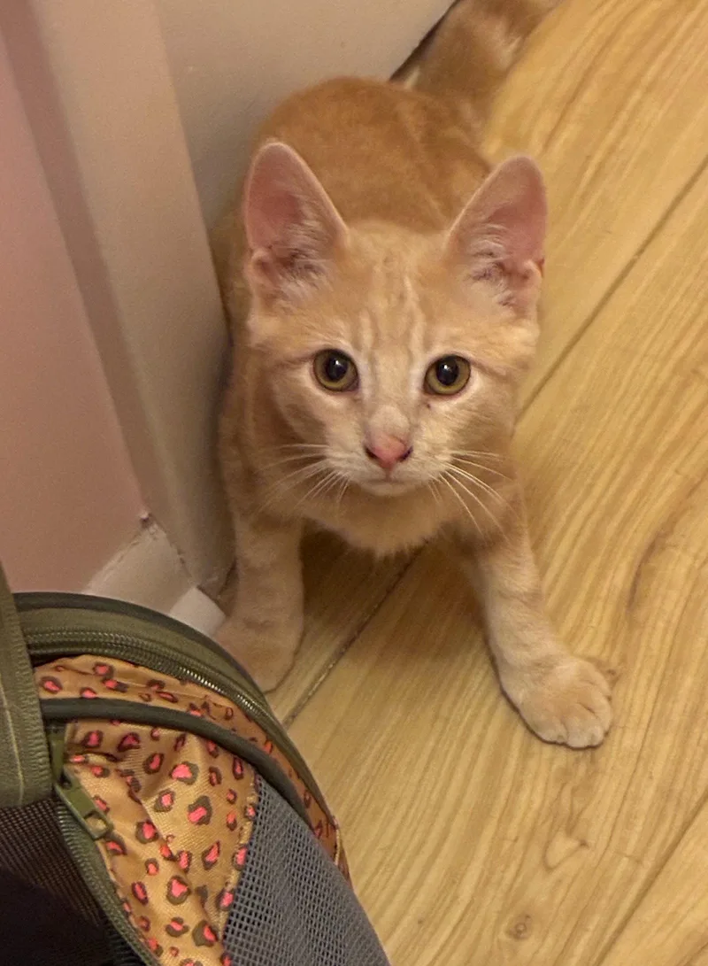 A baby medium-sized male Tabby (Orange / Red) Tabby cat named Mr. Pickles for adoption in Greenville, DE