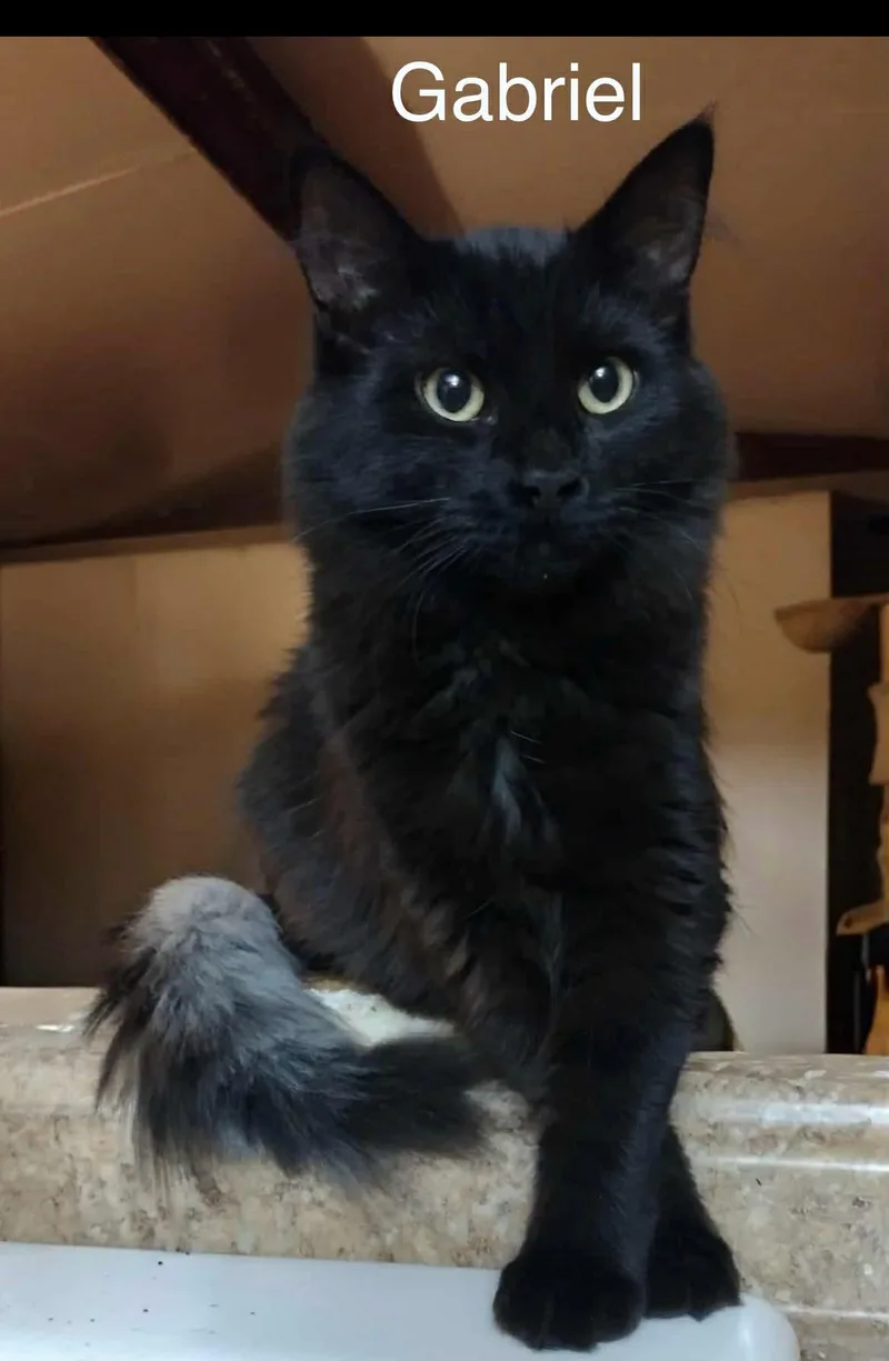 A baby medium-sized male Black Domestic Long Hair cat named Gabriel for adoption in Wyandotte, MI