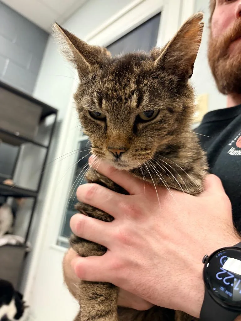 A senior medium-sized male Domestic Short Hair cat named Theo for adoption in Huntington, IN