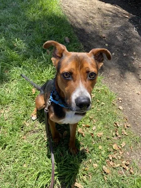 An adult medium-sized male Shepherd dog named Pedro for adoption in San Diego, CA