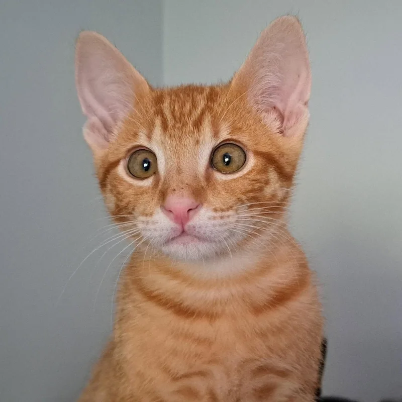 A baby medium-sized male Orange / Red Tabby cat named Nikoli for adoption in Garland, TX