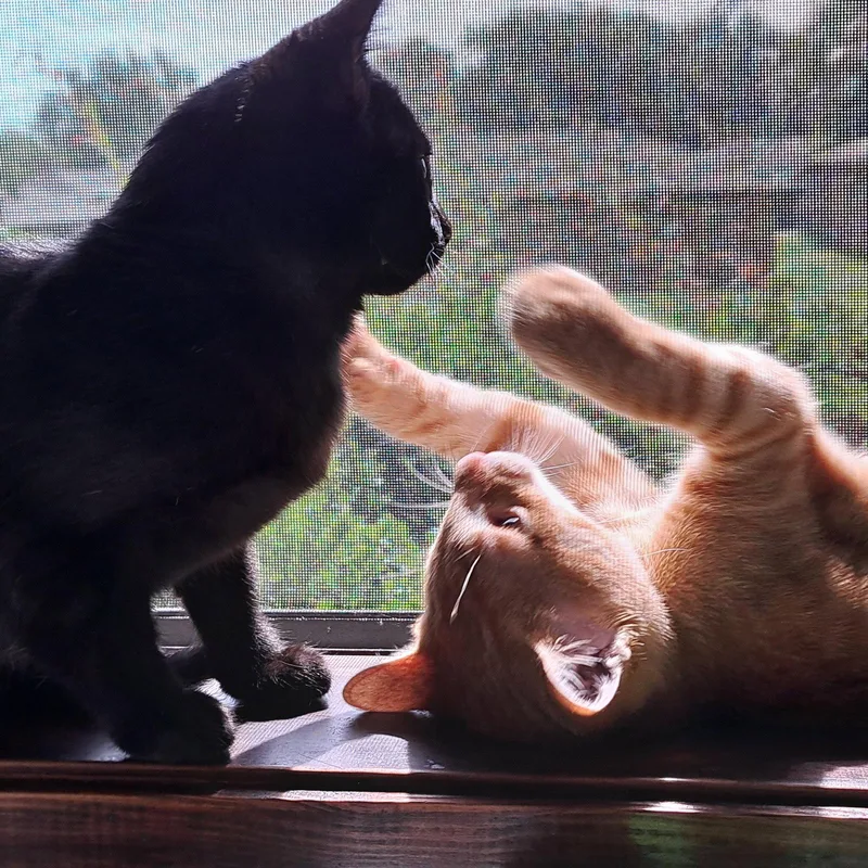 Nikoli thumbnail 2