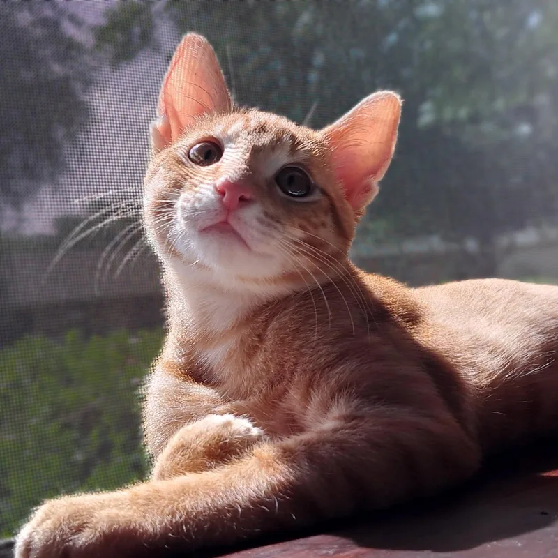 Nikoli thumbnail 3