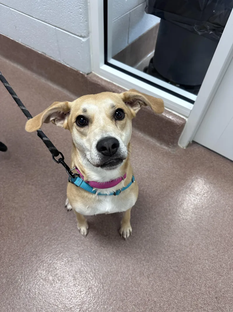 A young medium-sized female Yellow / Tan / Blond / Fawn Yellow Labrador Retriever dog named Chicken Nugget for adoption in Maidens, VA