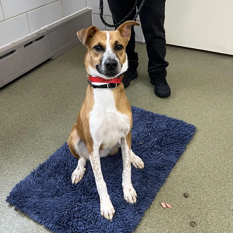 A young medium-sized female Yellow / Tan / Blond / Fawn Cattle Dog dog named Canela for adoption in Chicago, IL