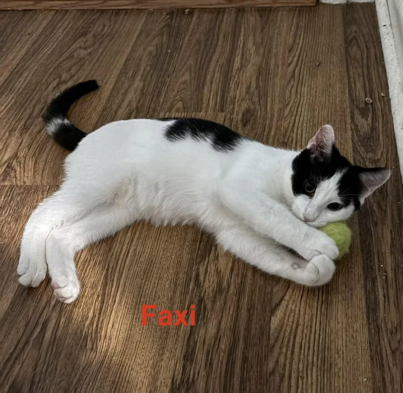 A young medium-sized male Black & White / Tuxedo Domestic Short Hair cat named Faxi for adoption in Naugatuck, CT