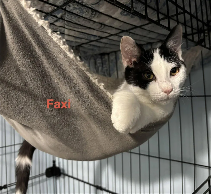 Faxi thumbnail 2