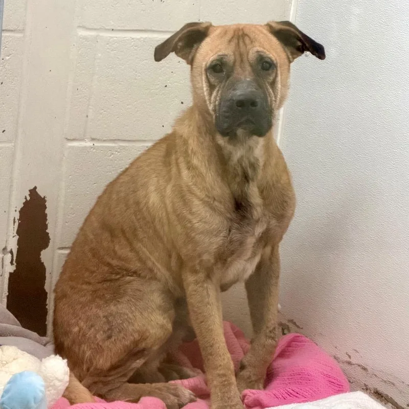 A young medium-sized male Brown / Chocolate Mixed Breed dog named Benny for adoption in Blairsville, GA