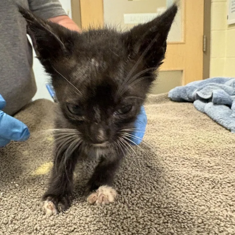 A baby small-sized male Black Domestic Short Hair cat named Hawkmoth for adoption in Asheville, NC