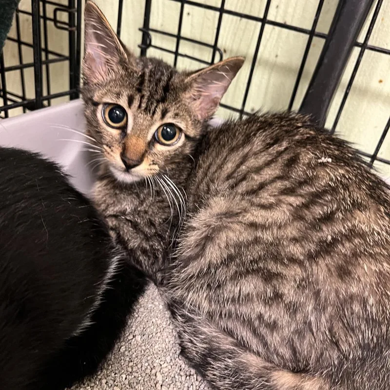 A baby small-sized male Brown / Chocolate Domestic Short Hair cat named Luke for adoption in Mount Juliet, TN