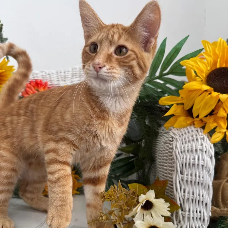 A young medium-sized male Orange / Red Domestic Short Hair cat named Karats Galore for adoption in Eaton Rapids, MI