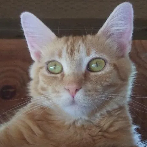 Ginger