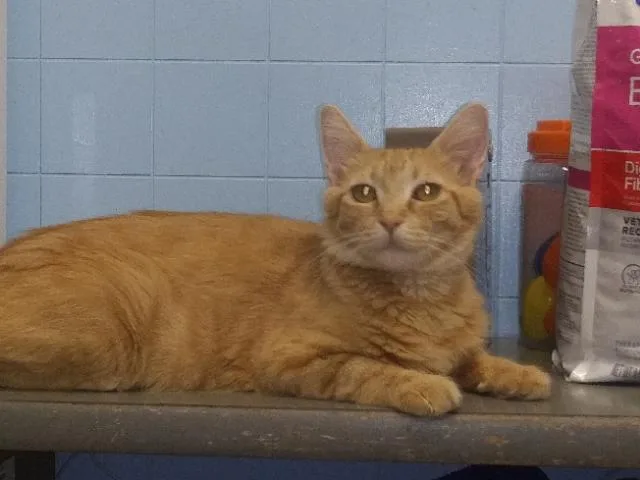 Ginger thumbnail 2