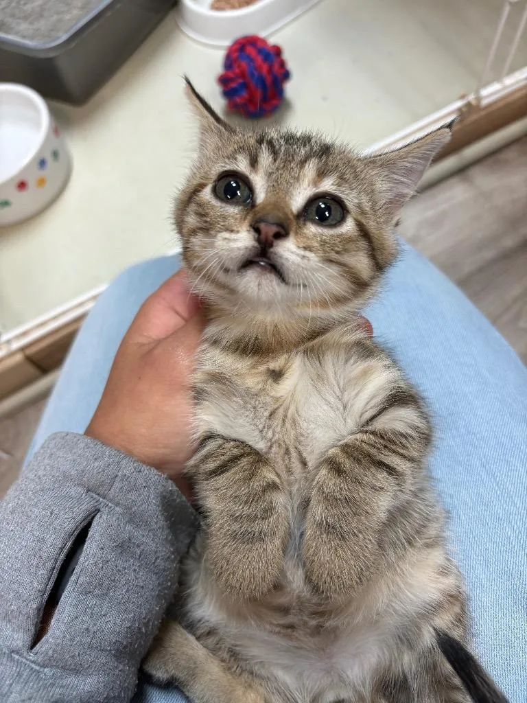 A baby medium-sized female Domestic Short Hair cat named Sansa for adoption in Claremore, OK